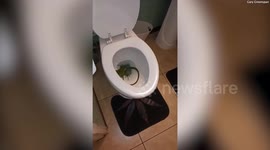 Man wakes up to find live IGUANA in his toilet