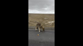 Controversy erupts as tourists overfeed wild wolf turning it into viral sensation