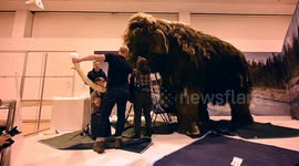 Life-Size Woolly Mammoth Prepared For Exhibition At American Museum Of Natural History in NY, USA
