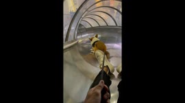 Corgi and owner share playful slide adventure together