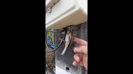 Passer-by rescues sparrow tangled in electricity power box