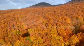 Stunning view of golden leaves as autumn foliage season arrives in Japan