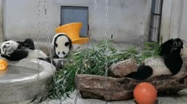 Playful panda finishes food then jumps up and down