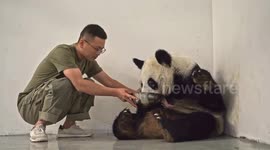 Landmark moment: Moscow Zoo welcomes first giant panda cub in Russian history