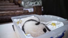 Moscow Zoo welcomes first-ever panda cub born in Russia
