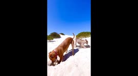 Beach-bound paws: hilarious dog fun in Esperance