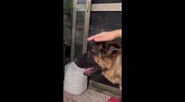 Angry pet cat appears to turn eyes into lasers while staring at dog
