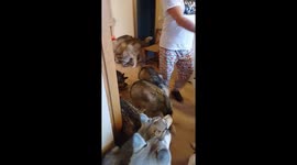 Busy Breakfast Time in a House Full of Huskies