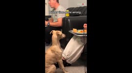 Slick puppy wastes no time stealing piece of bread that his owner accidentally dropped