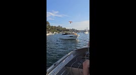 Bird-Scaring Kite Fails at Its One Job