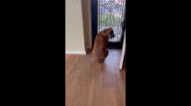 Dog Has A Built In Kickstand