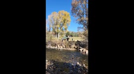 Guy Gets Too Close to Elk Herd in Estes Park