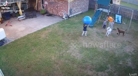 Child Is Overtaken By A Ball Larger Than Him