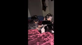 My Dog Likes Back Scratches So Much, She Trained the Puppy