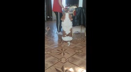 Basset Hound Becomes Perfect Rectangle