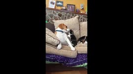 Dog Welcome New Kitten Into Their Home