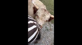 Cow Surprised at Gross Smell