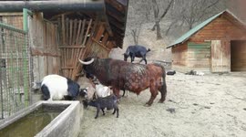 Amusing footage shows goat standing on bison to scratch its back