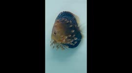Discus Fish Babies Feeding