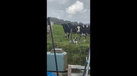 Lola the Bulldog Thinks She's a Cow