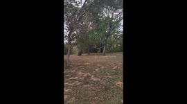 Woman Saves Young Buck From Old Hammock