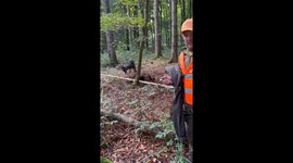 Man's intricate rescue mission to cut free distressed deer tangled in rope