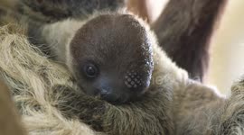 World's Oldest Zoo Welcomes World's Slowest Baby In Vienna, Austria