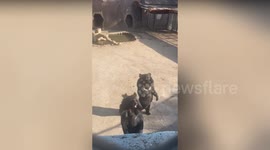 Bears stand on hind legs and wave back at zoo visitors in China