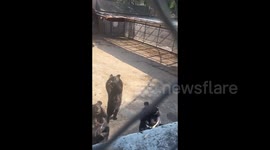 Standing black bear mimics tourist to dance at Chinese zoo