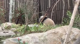 Panda breaks water pipe then tries to fix it at zoo in China