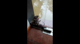 Heavy rainfall forces drenched rats into doorway in China