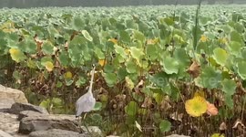 Heron hunts for breakfast in lotus pond in China