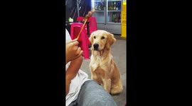 Golden Retriever drools over midnight meat snack