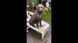 Naughty dogs COMPLETELY SOAKED in dirt after playing in mud on a rainy day
