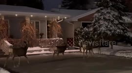 Canada: Deers Stroll Through Snow-Covered Street In Alberta