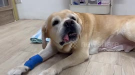 Vets remove stuffed toy lodged in pet Labrador's stomach for three years