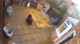 Cruel burglars intimidate innocent dogs by threatening to hurt them