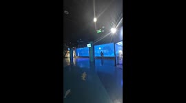 Mischievous Beluga Whale Plays Pranks on Kid in Chinese Oceanarium