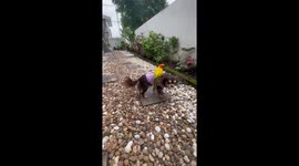 Parrot rides on puppy's back like a horse jockey