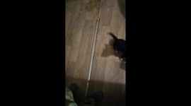 Mother dog shares sausage with puppies: heartwarming moment in Bilohorivka, Ukraine