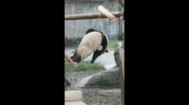 Playful panda accidentally falls from ladder