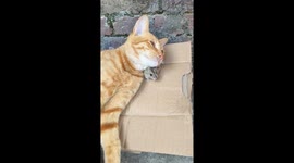 Cat and hamster share heartwarming cuddle