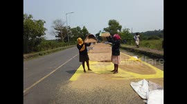 Paddy rice cultivators in Indian state of Goa cleaning the rice and getting rid of the weeds and making is suitable for human consumption in Assolna village