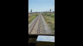 Herd of cows hold up train on railway line in Thailand