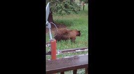 Woman spots bears casually roaming outside her place in Woodland Park