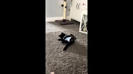 Unserious cat is SO NOT A FAN of her close-fitting onesie