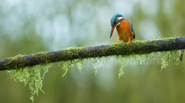 A Kingfisher Goes Fishing
