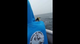 Lost Bird Perches On Seafaring Shoulder