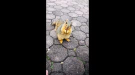 Injured Squirrel Able To Eat Normally Again