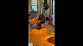 Kevin The Raccoon Helps Prepare For Halloween